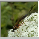 Lissonota sp - Schlupfwespe 01d 14mm-fdet03.jpg